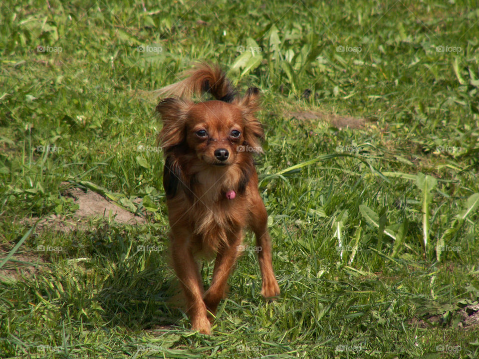 dog walking on the street