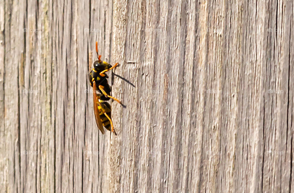 Wasp on a wooden wall