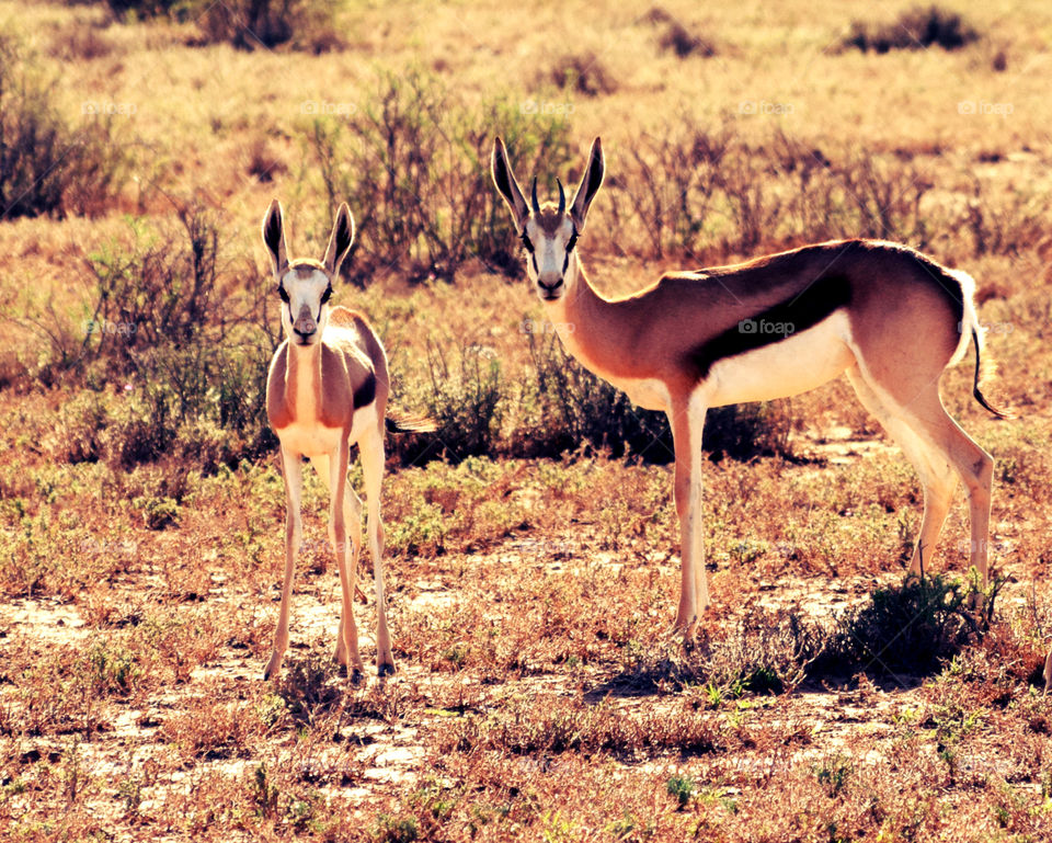 Springbok in the Camdeboo National Park, South Africa