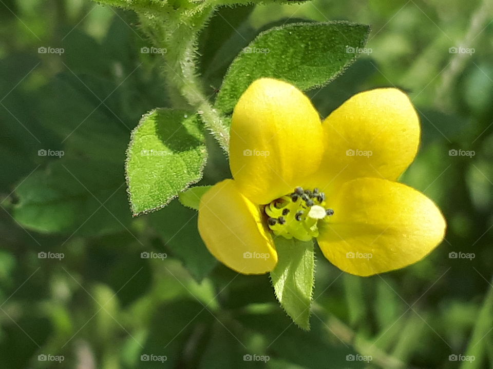 Beautiful summer flower