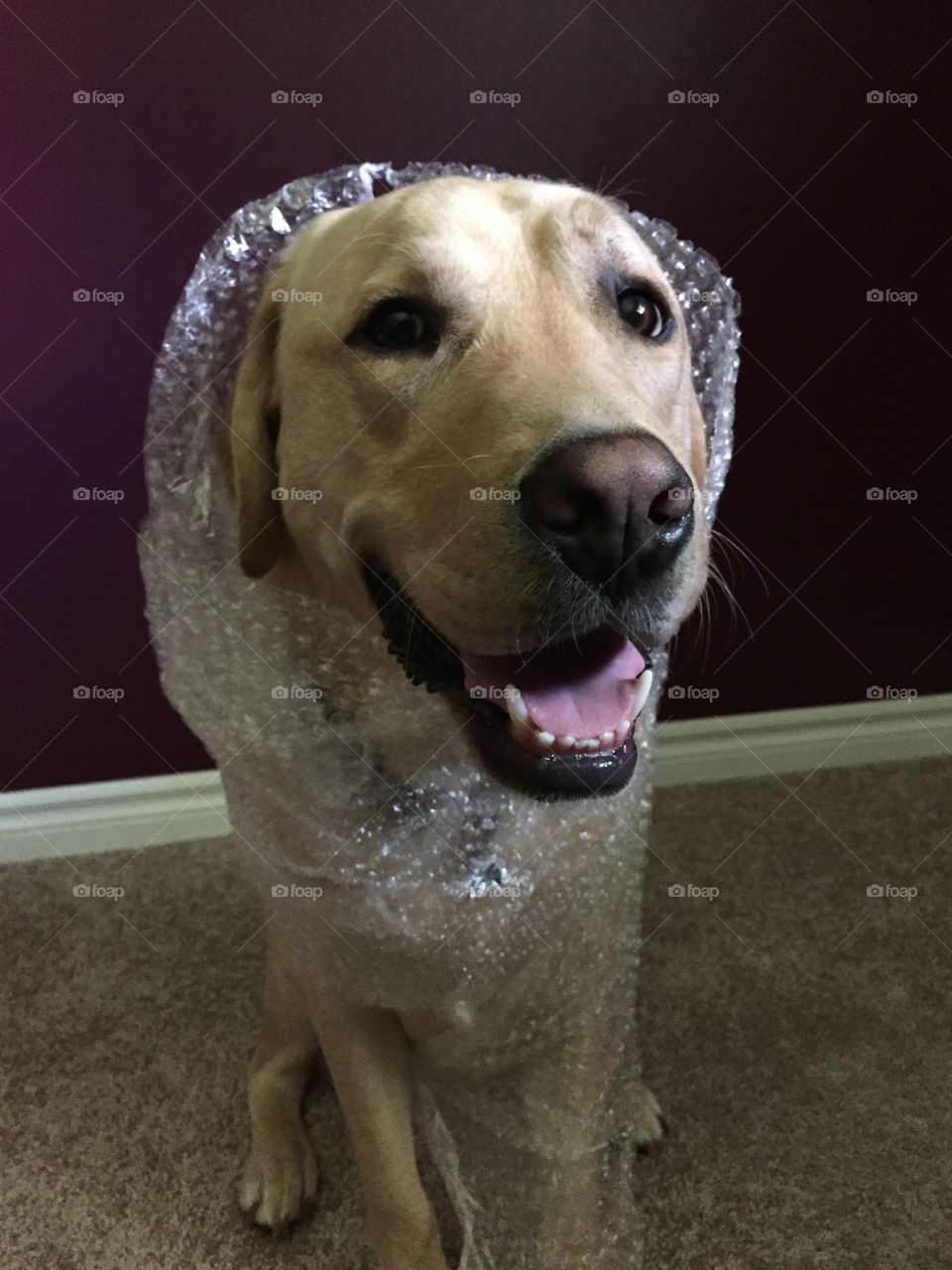 Bubble Wrapped Puppy
