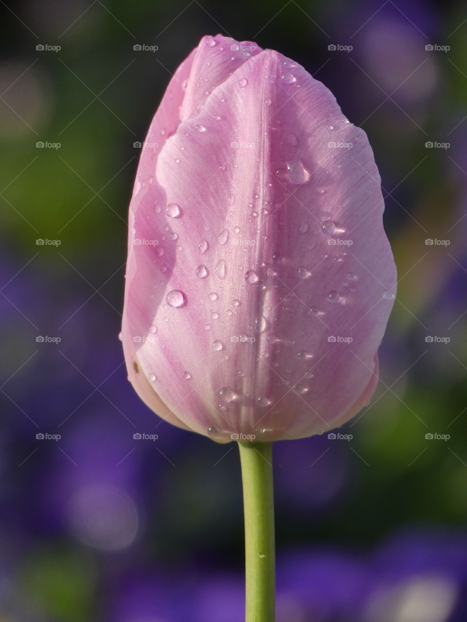 Tulip