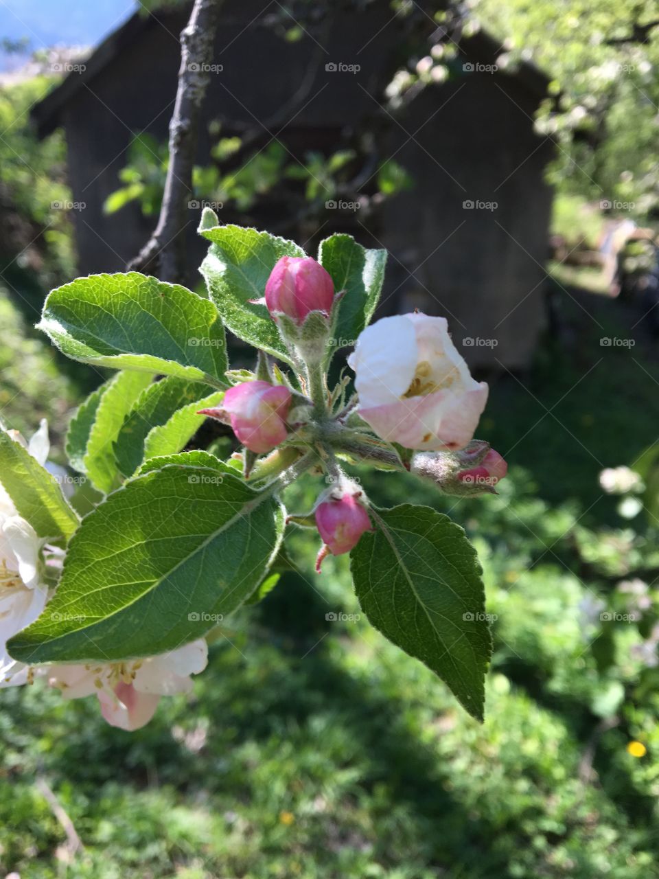 Apple Blossom