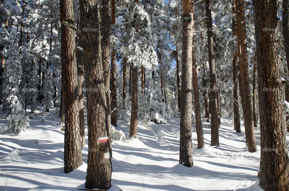 Winter landscape