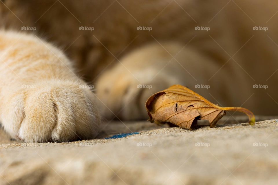 Dry leaf and cat paws