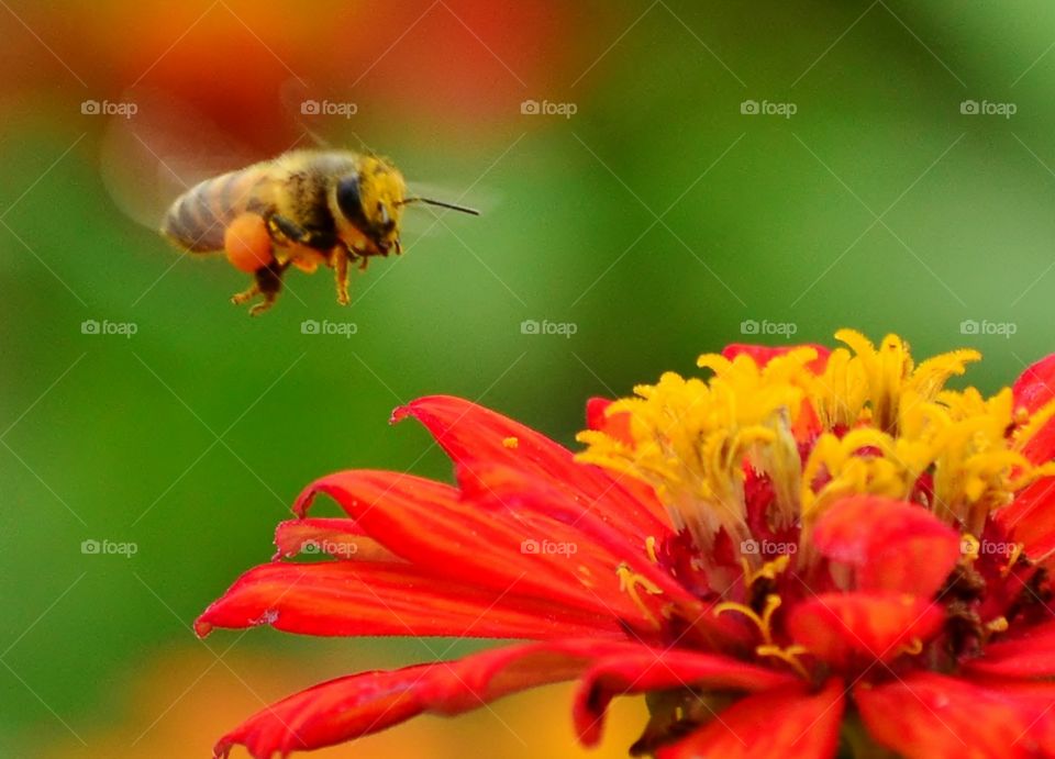 bee