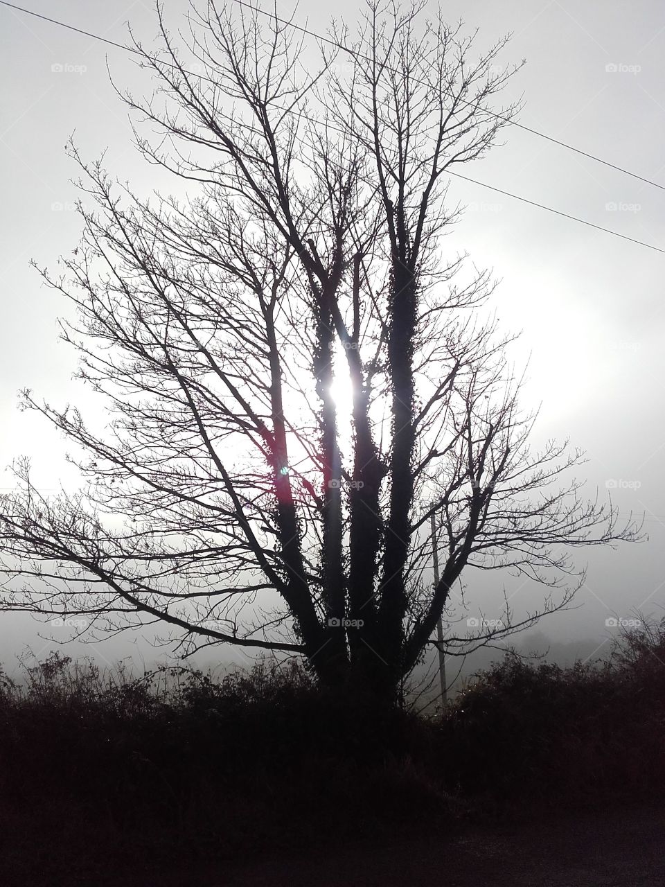 Bare winter tree surrounded by fog, backlit by a low lying winter sun