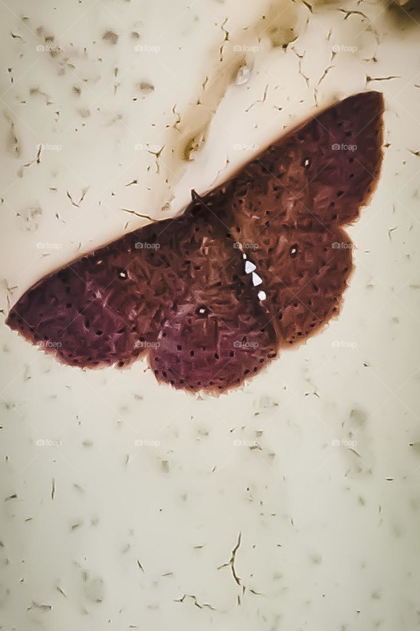 As Mariposas alegrando meu dia e enfeitando meu jardim com seus núcleos vibrantes. Vale lembrar que, que a manutenção da biodiversidade continue sendo feita, é importante que a natureza seja feita como a mariposa as borboletas e as abelhas.