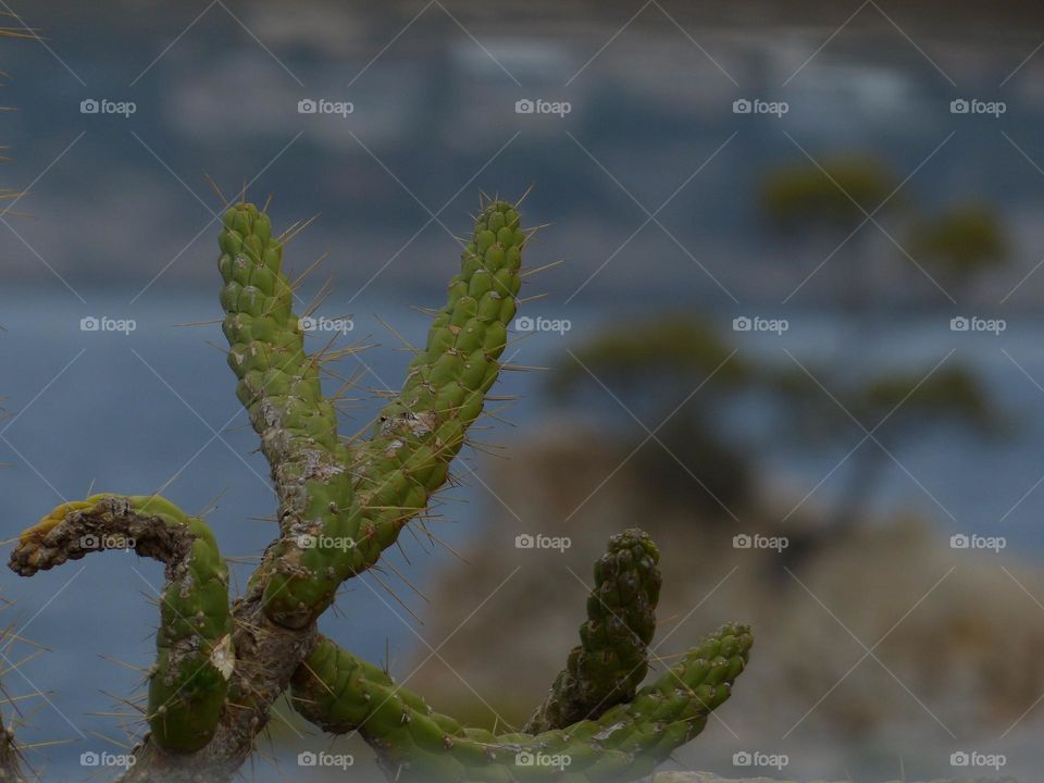 Spiky cactus growing from Spanish seaside cliff on sunny day 