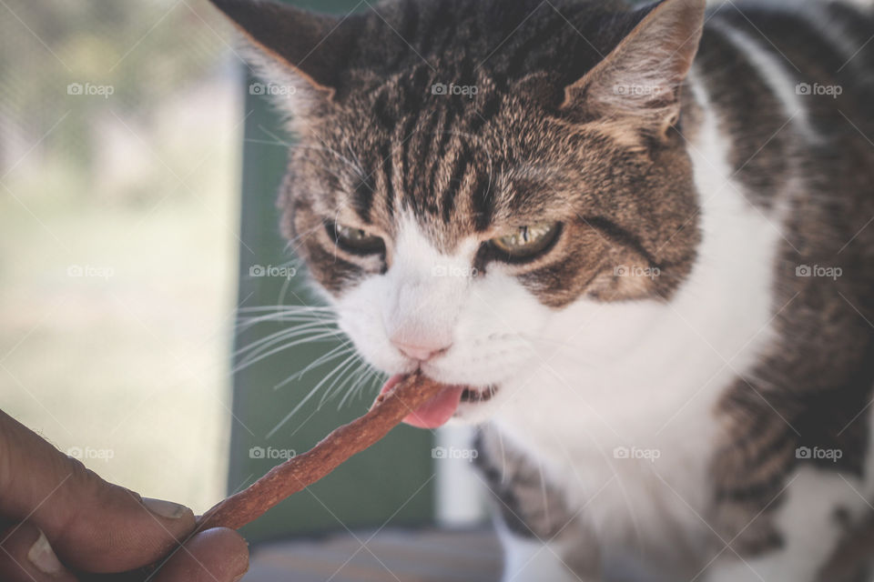 A tabby and white cat sticks her tongue out to gobble up a tasty treat