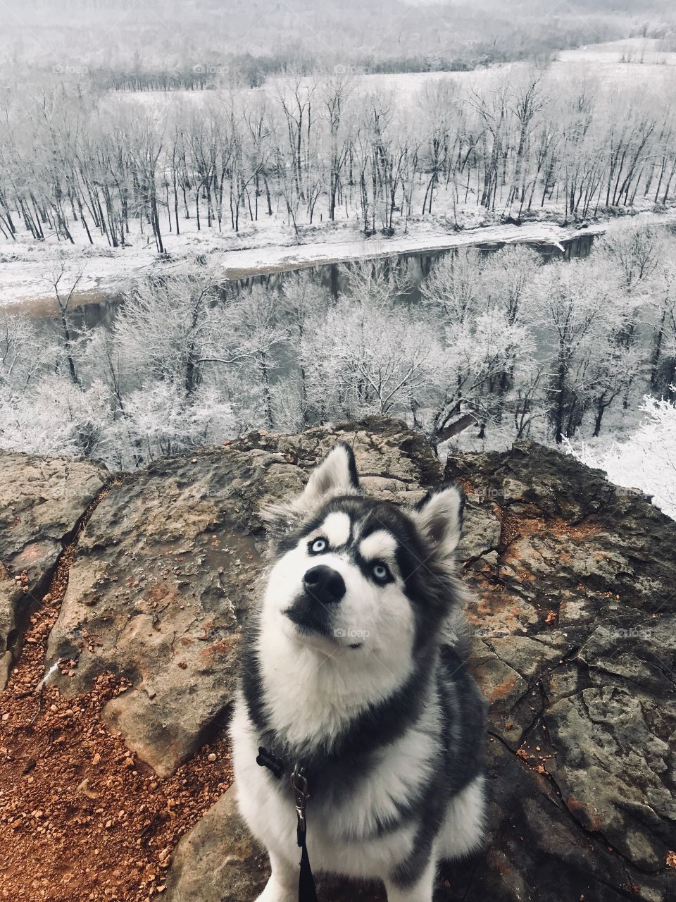 Beautiful Husky on a cliff overlooking a snowy white backdrop.