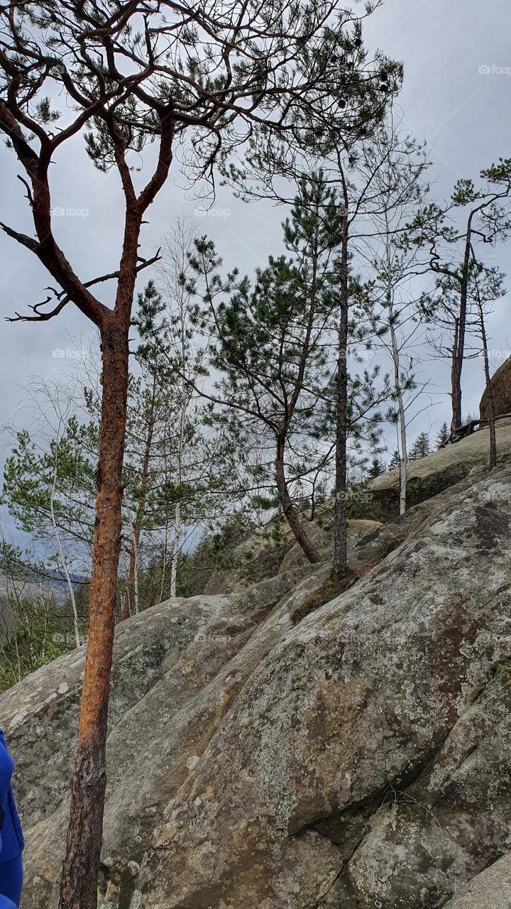 Young trees on rocks