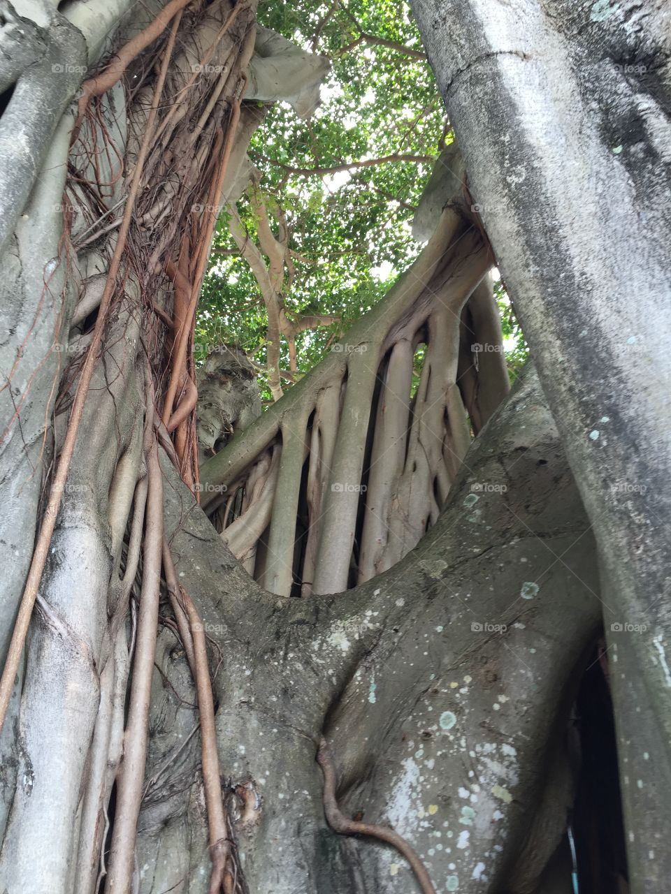 Aerial roots 