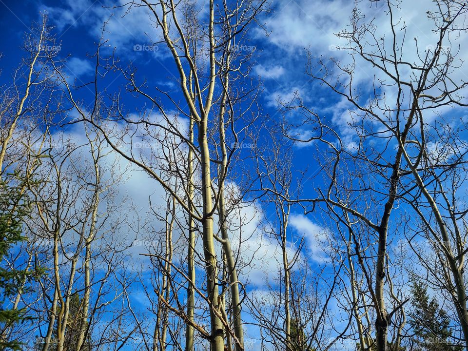 White puffy clouds in the deep blue sky