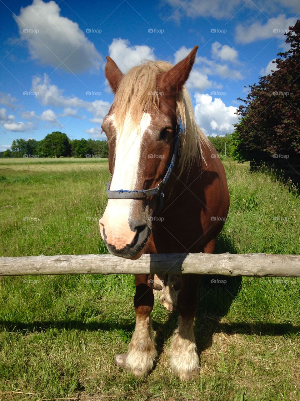 Beautiful horse in countryside 