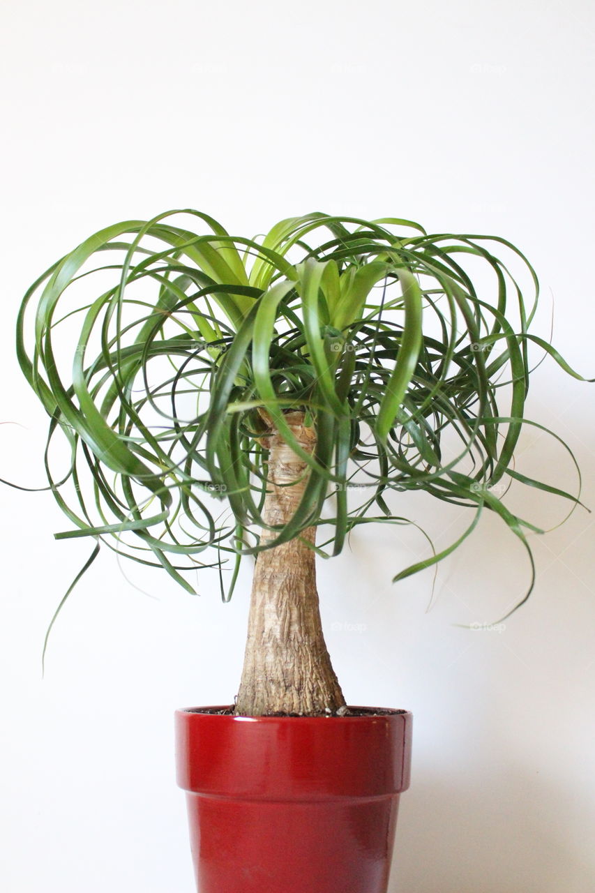 Ponytail Palm