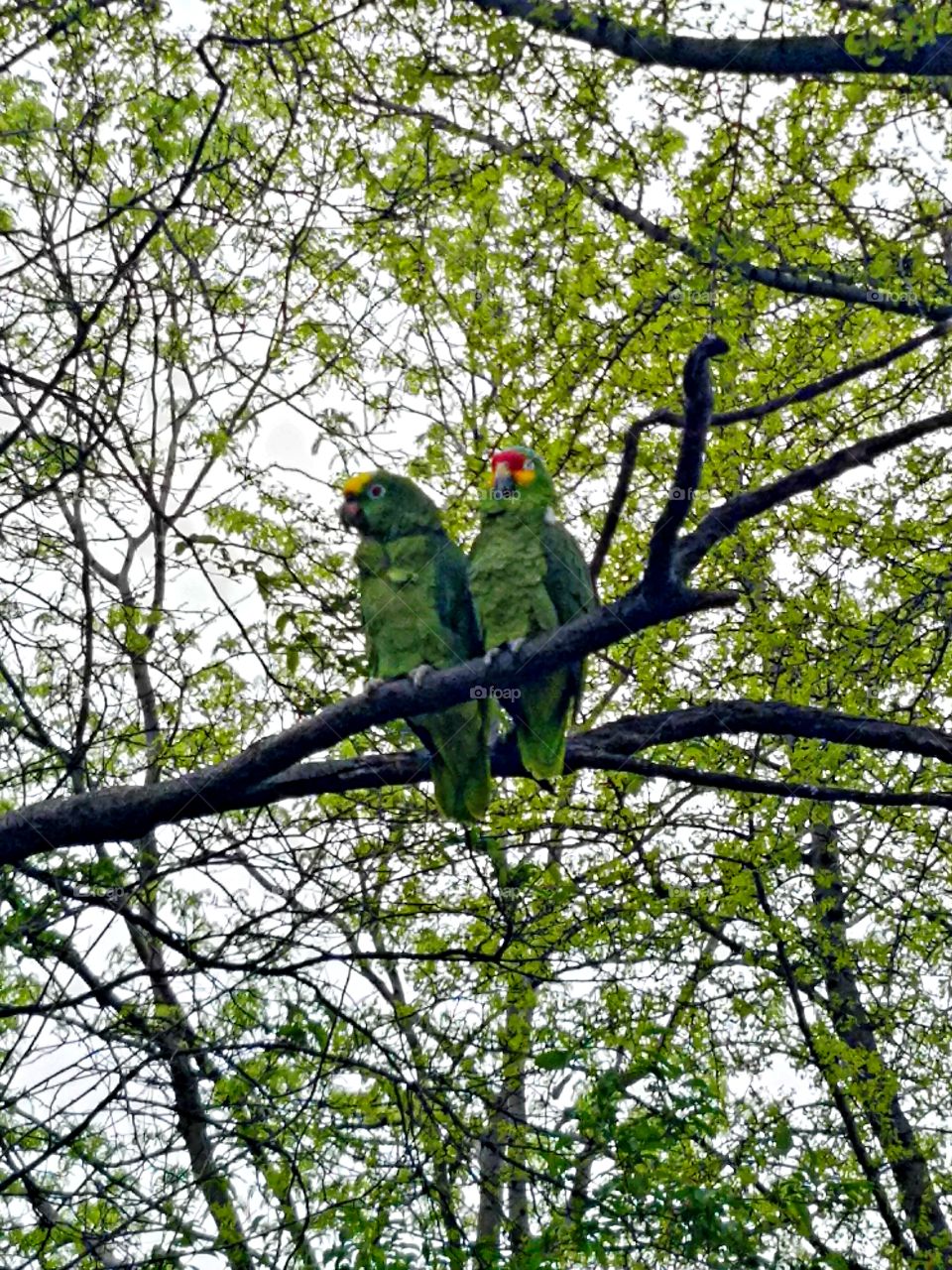 parrots