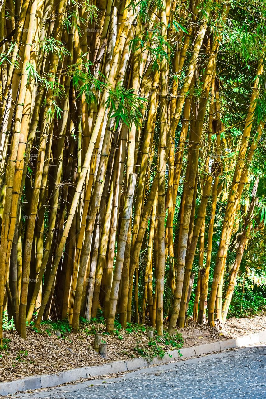 bamboo