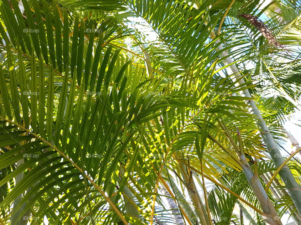Looking up through tropical Palm Tree branches and leaves to bright sunny sky, palm fronds detail