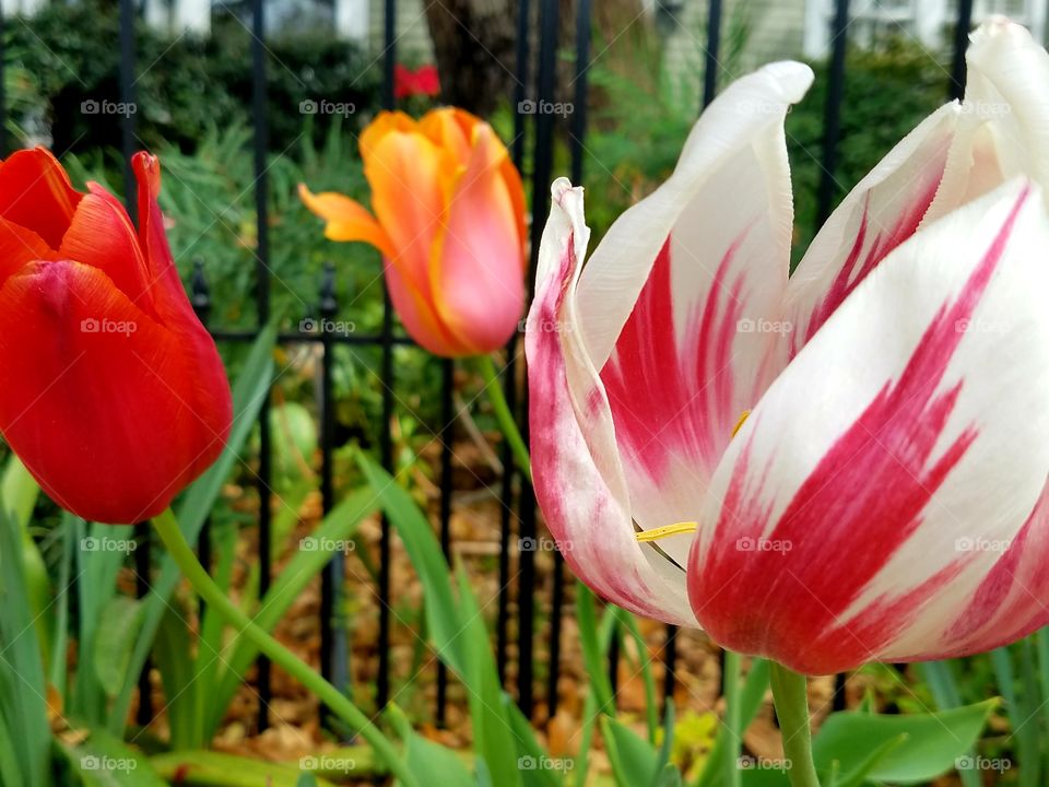 tulips