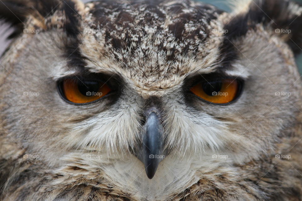 Eagle Owl