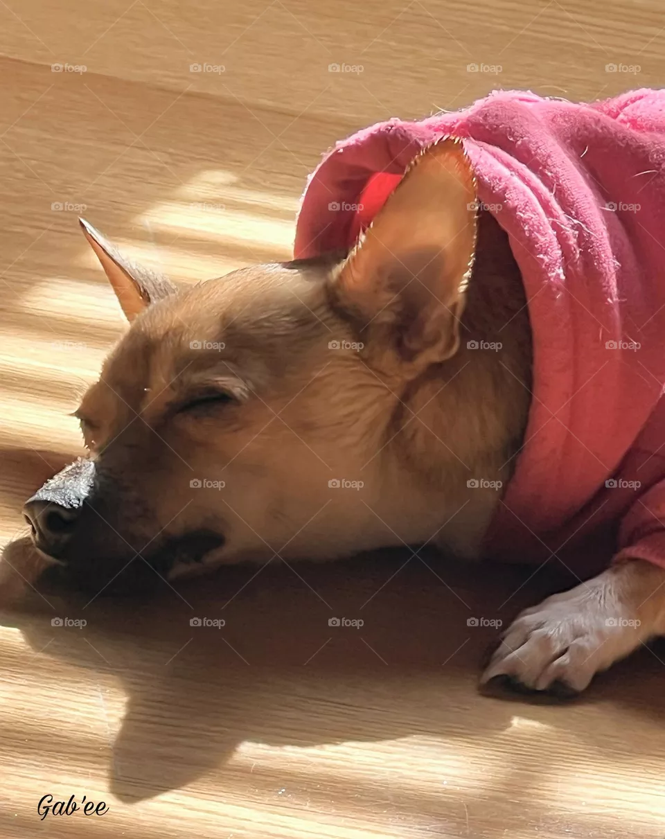 🐾