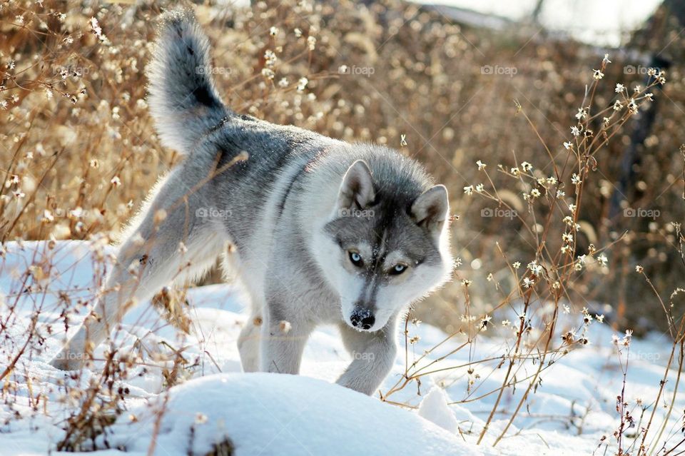 Husky walking in winter