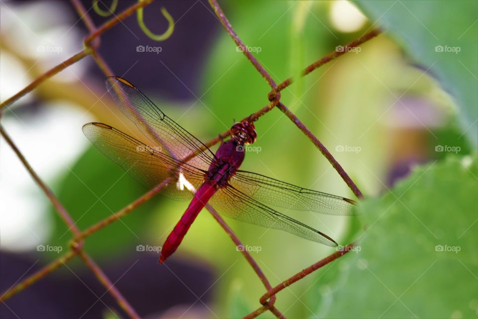 Colorful insect on the screen/Inseto colorido na tela