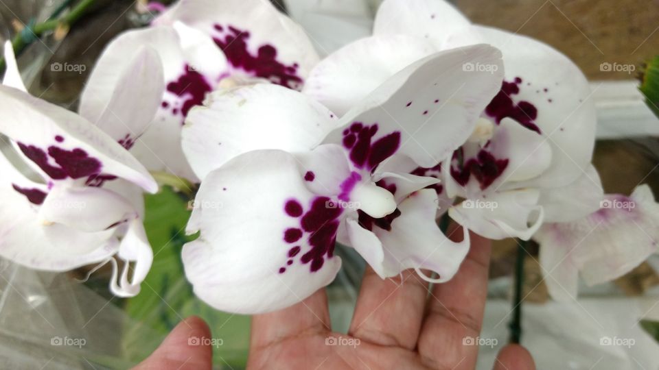Orquídea mescladas