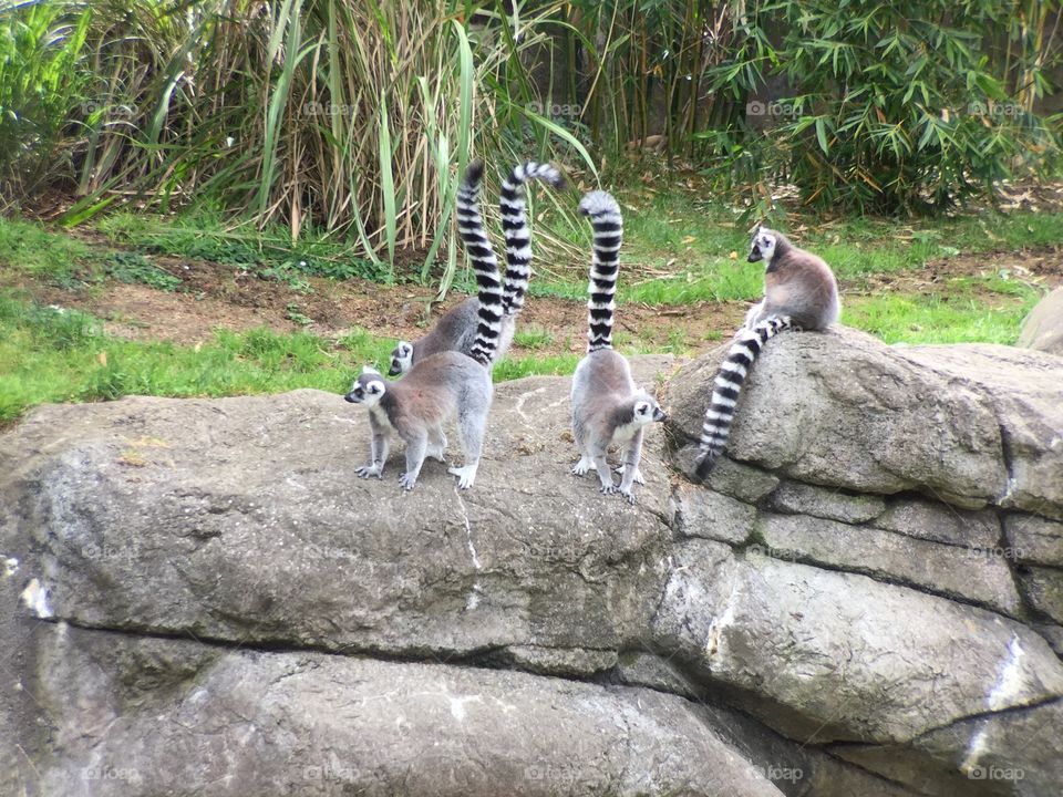 Lemurs 