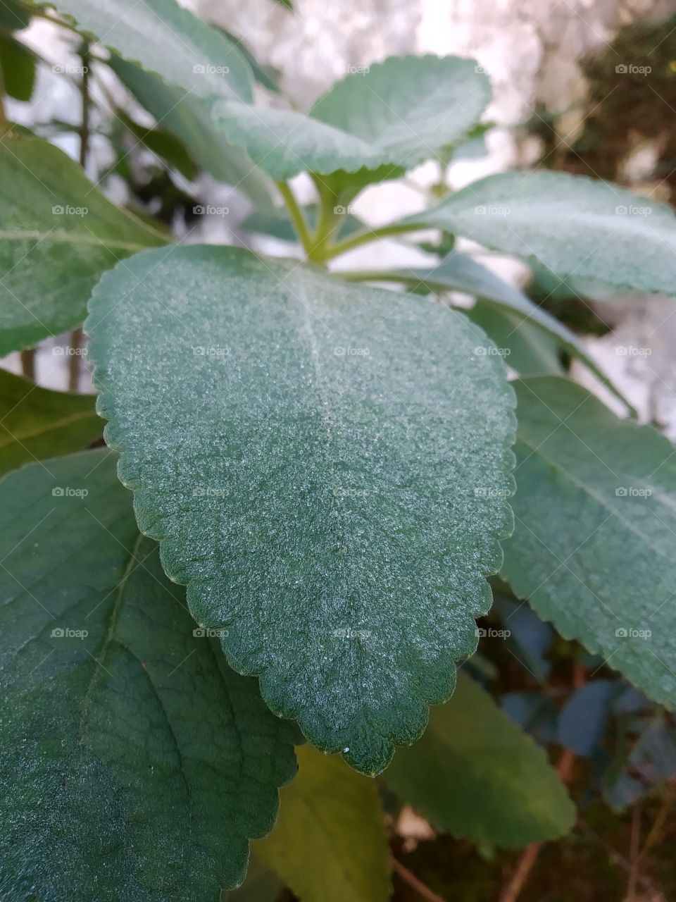 leaves of Brazilian medicinal plant wet with droplets after night