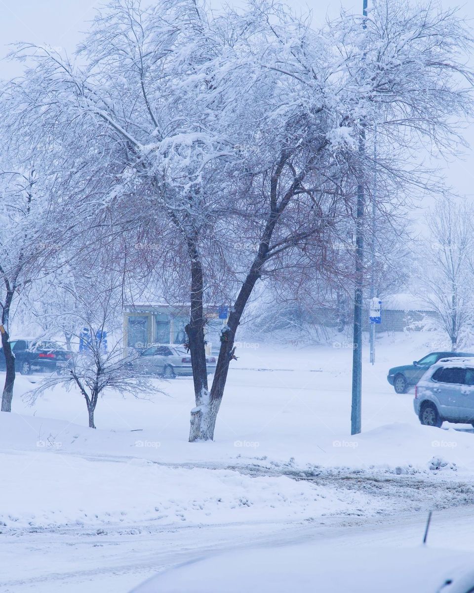 Tree Covered with Snow 