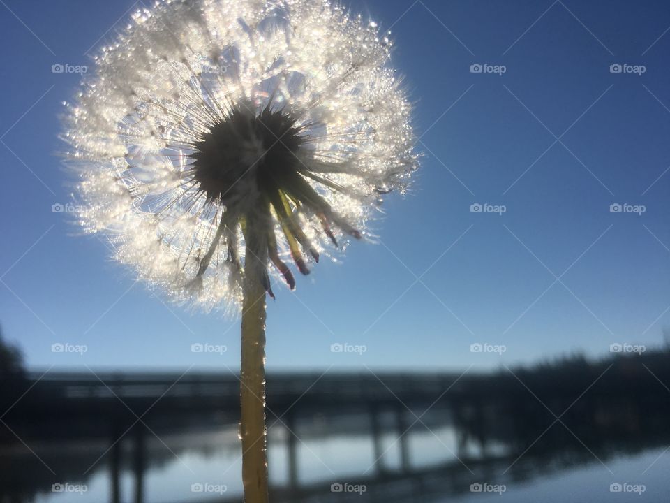 No Person, Summer, Sky, Dandelion, Nature