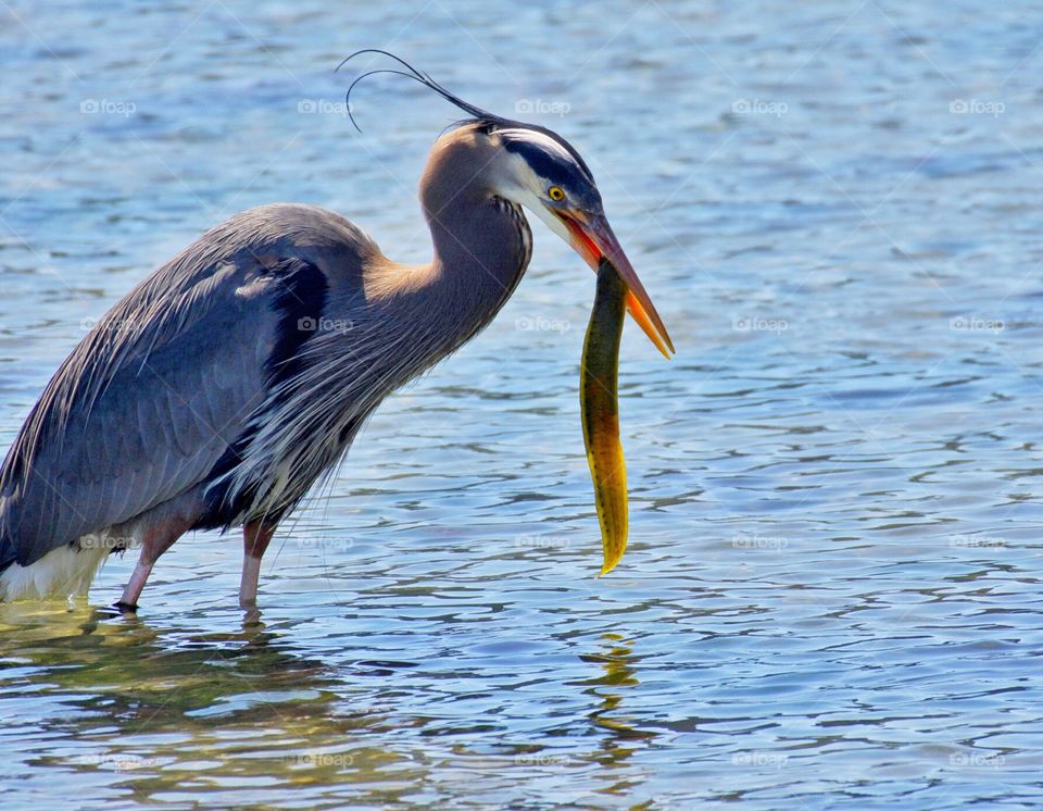 Heron with eel