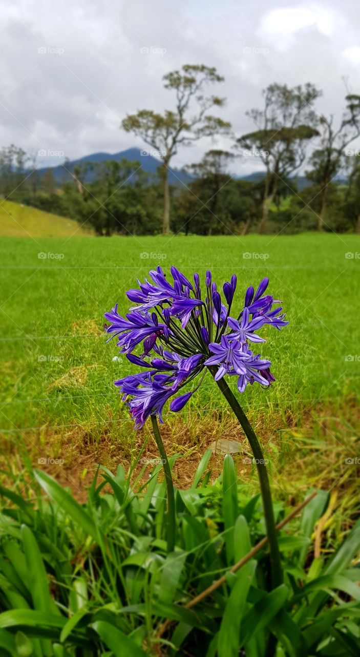 beautiful purple wild flowers