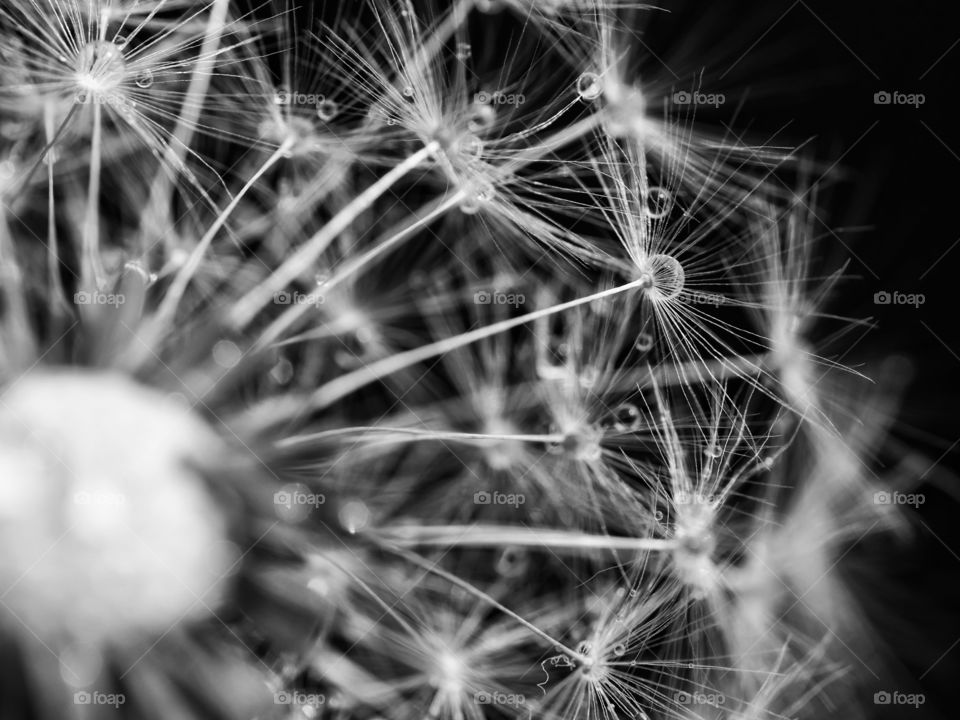 Close up of dandelion seeds