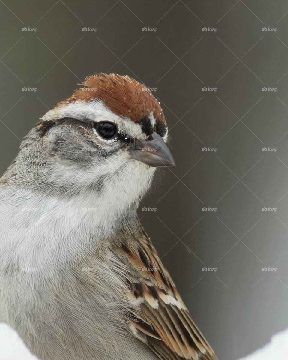 Curious Chipping Sparrow; Close up Portrait 
