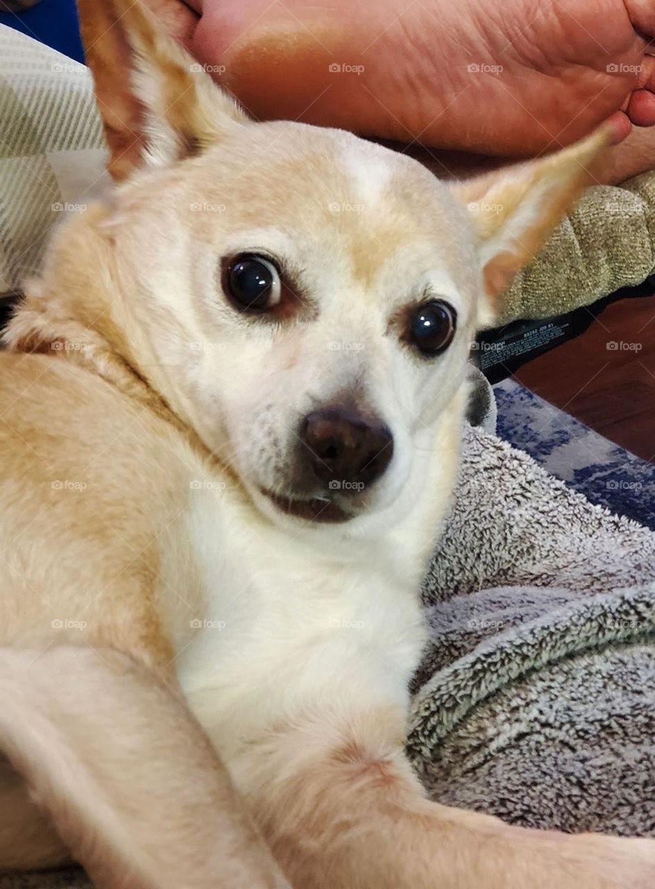 funny dog with wide-eyed expression  doesn't want to be near a big foot