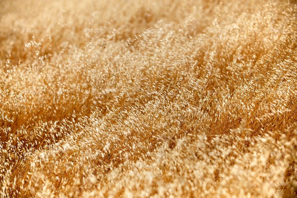 Golden grass