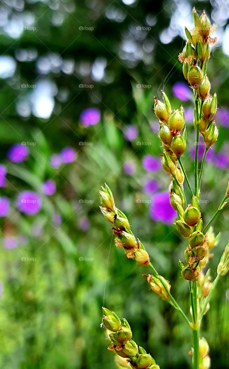 fall colors with summer flowers in bloom in background