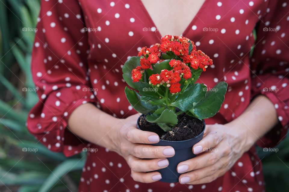 Potted plants 