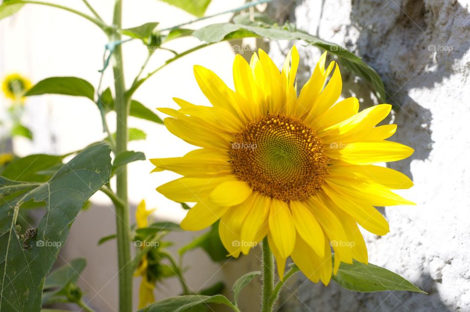 big and beautiful sunflower