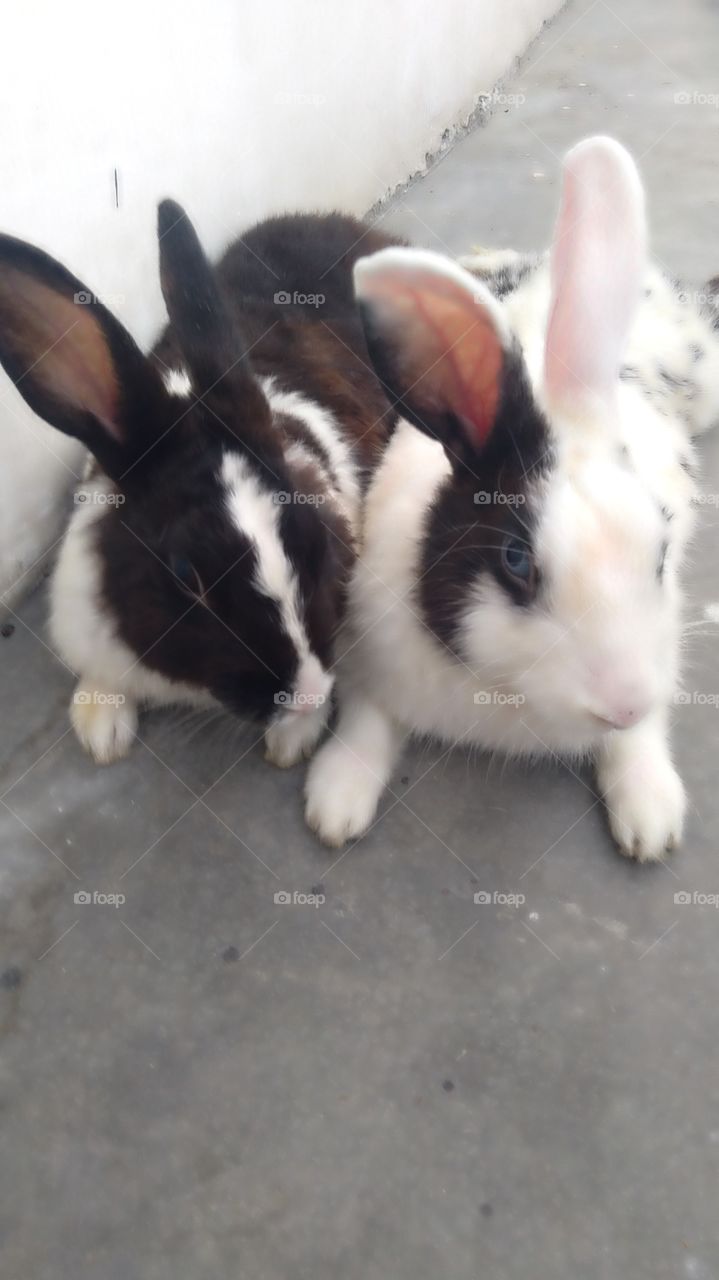 खरगोश की जोड़ी