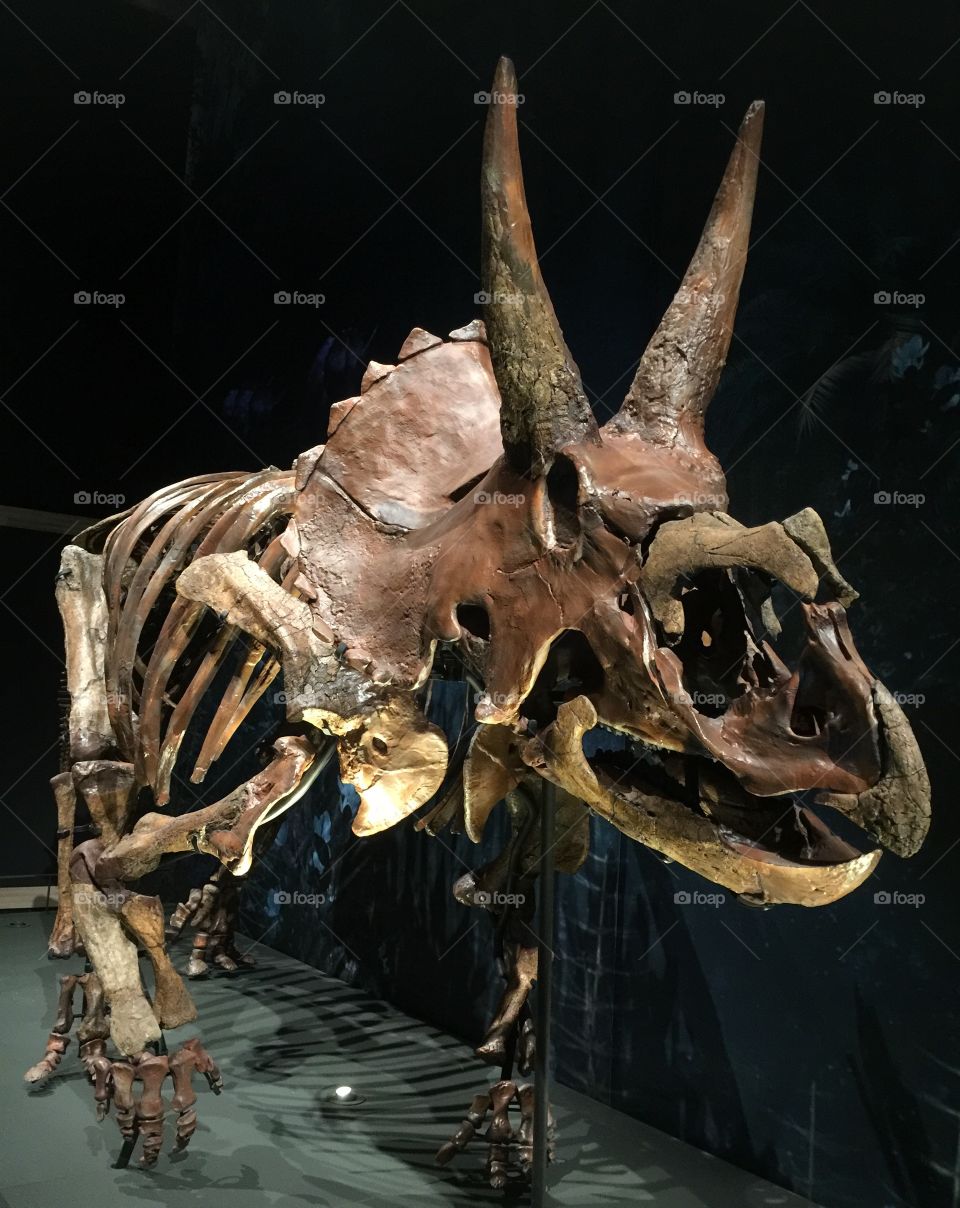 Triceratops 