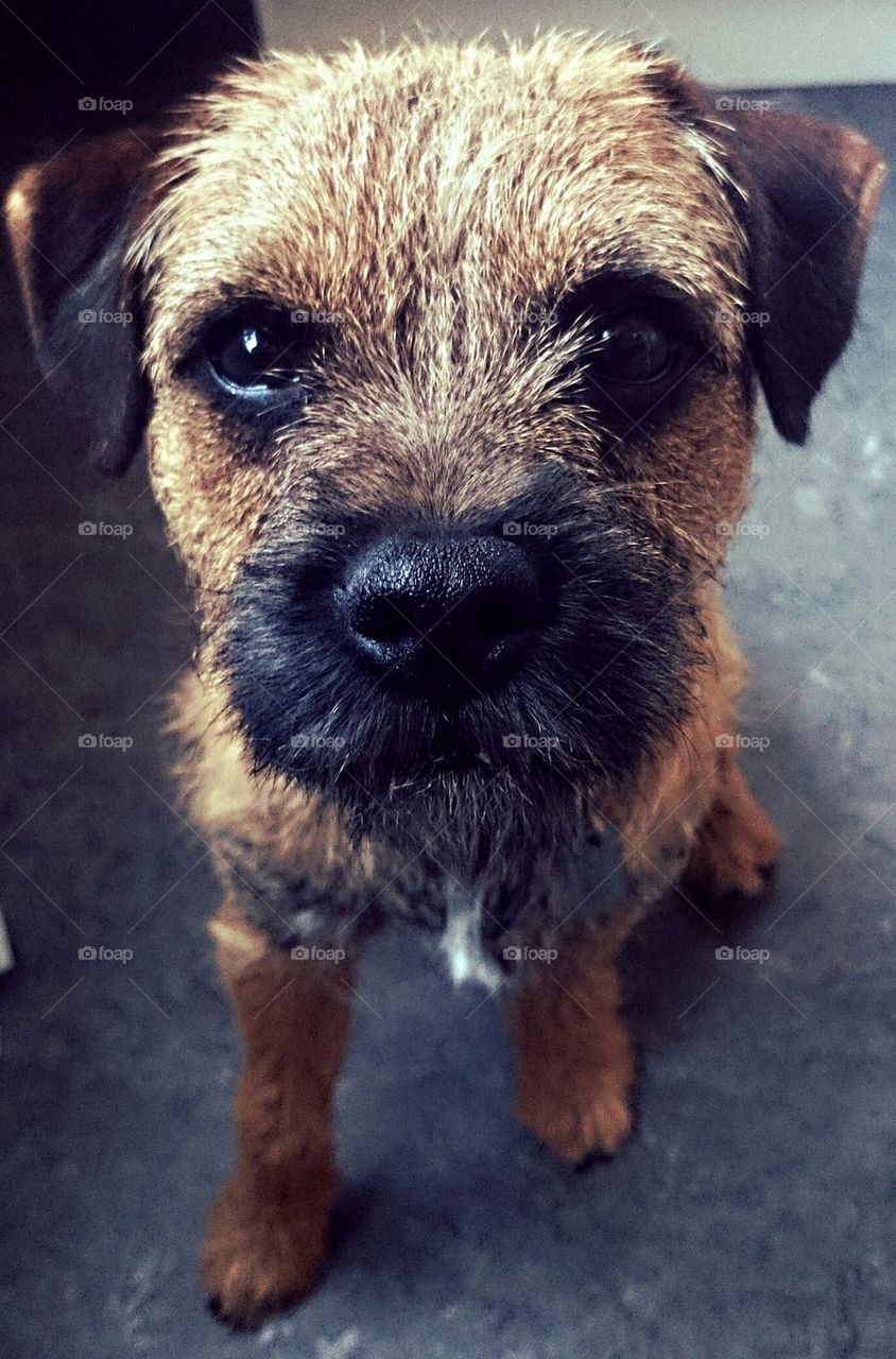 Dynamit Harry terrier