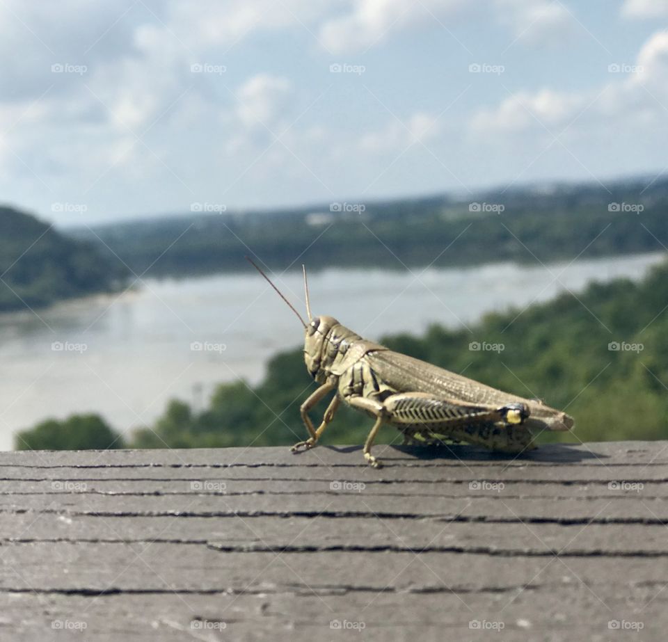 Grasshopper overlooking river