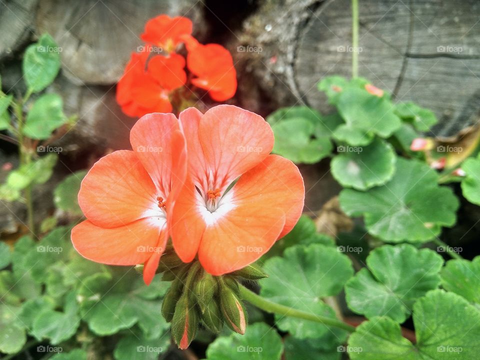 flowers in The summer garden