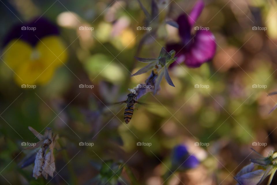 Schwebfliege im Anflug