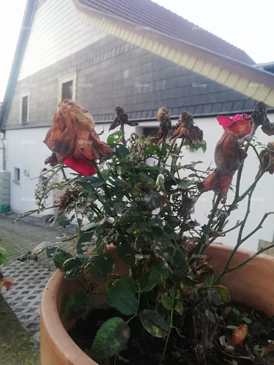 Blumen