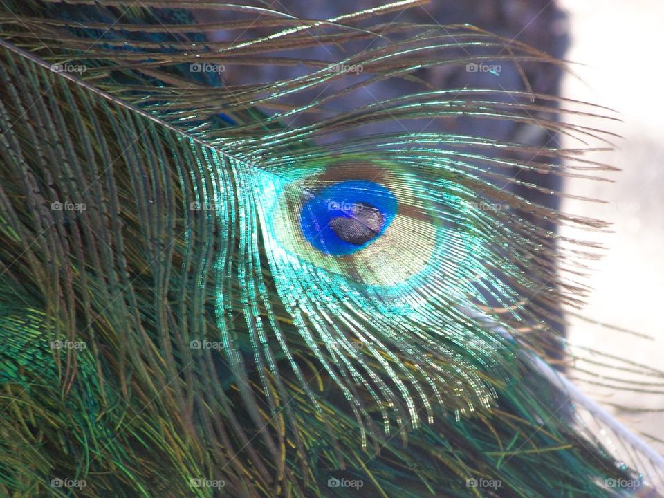 peacock feather